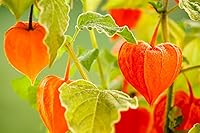 Vista 8 de Semillas Verduras Molidas Cereza Physalis Naranja (Fresa) - 200 Semillas
