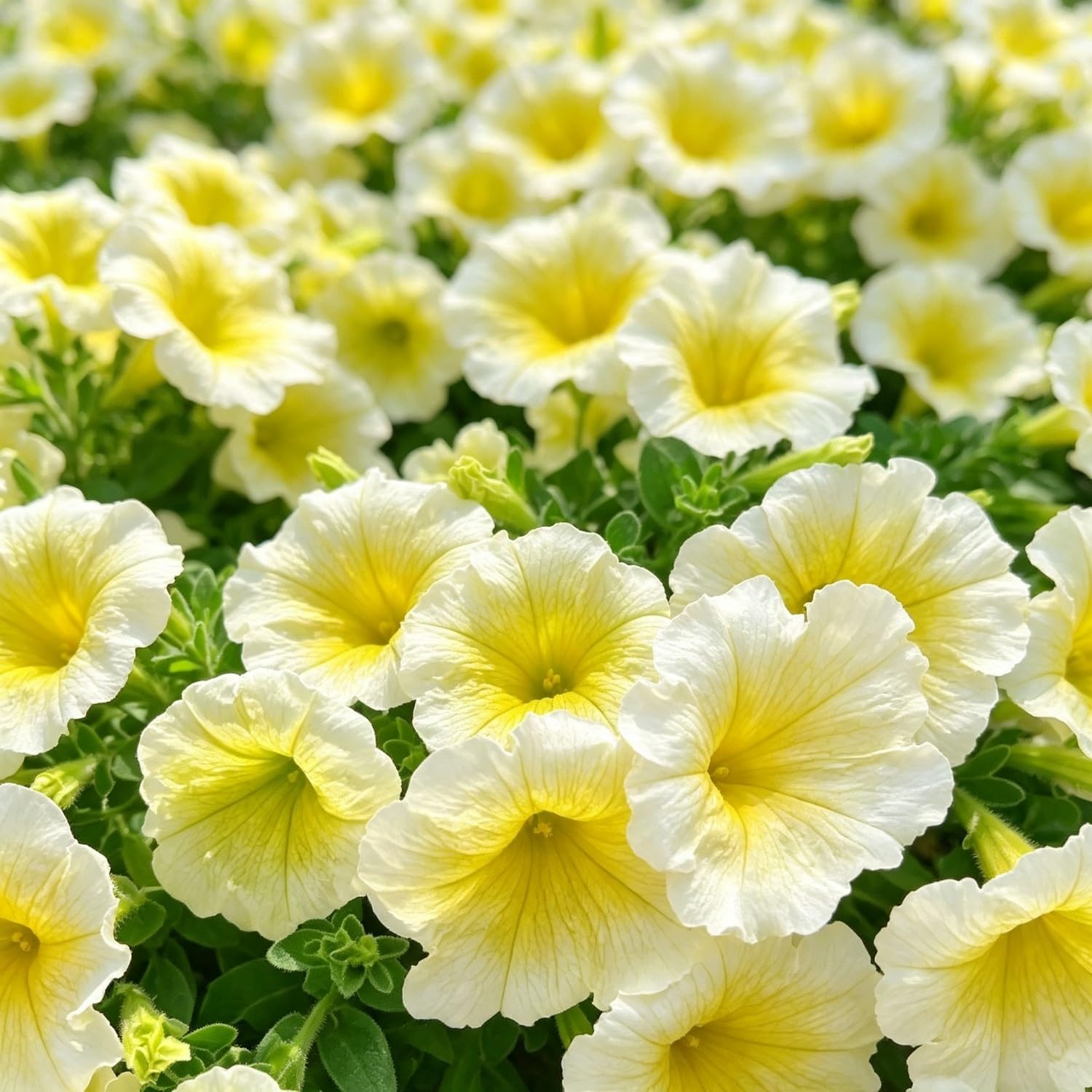 Rare Petunia Seed- Vibrant Floral Display Garden-37500pcs-T — image 1