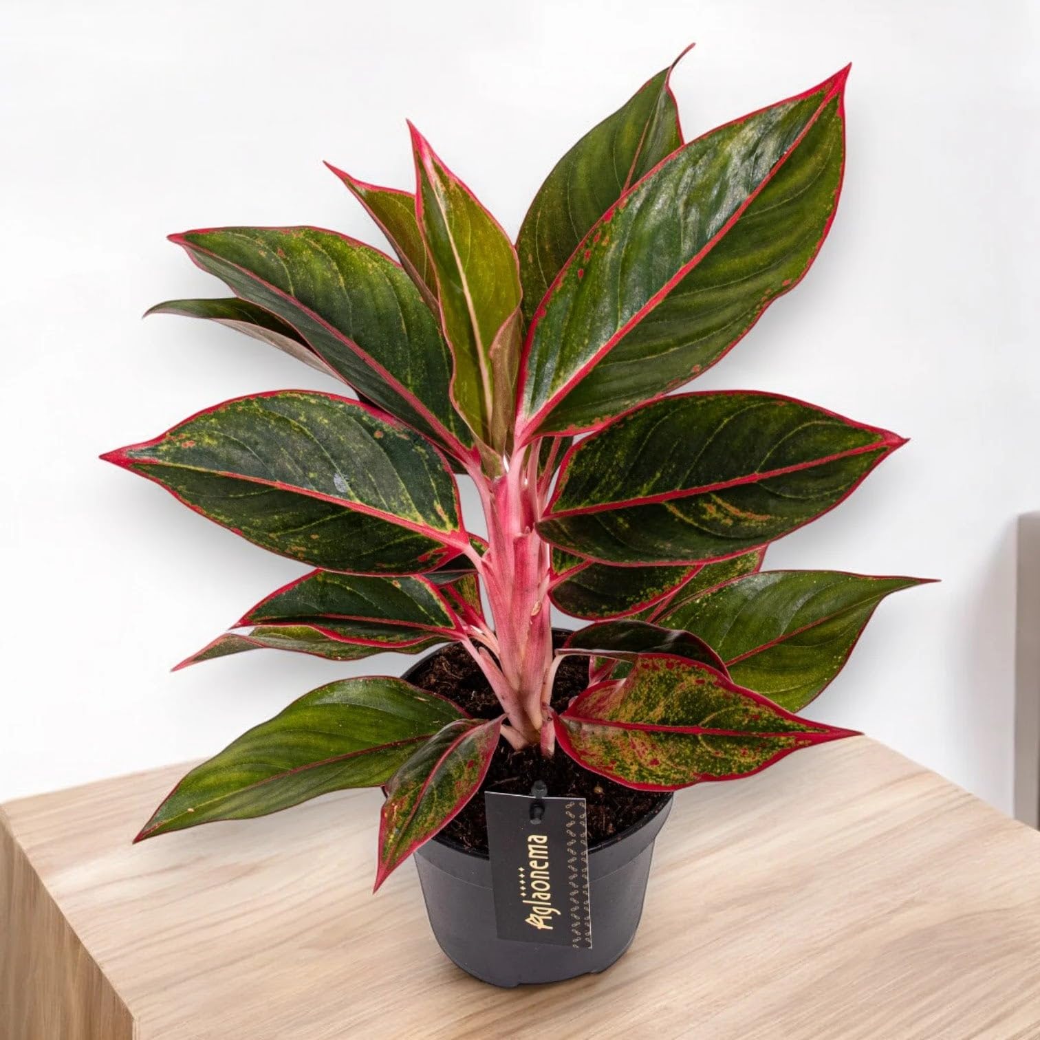 Aglaonema 'Jungle Red' Pianta da Interno, Colore Rosso e Verde, Altezza 60 cm, Vaso 19