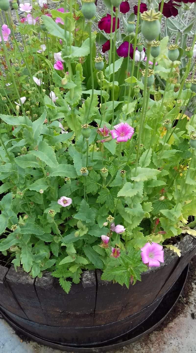 Of The Earth Handmade Paper - Plantable Wildflower Seed Paper Infant Bodysuit Shape - Floral Baby Shower Favors - 3.2" x 2.5" - Set of 24 (Daisies)