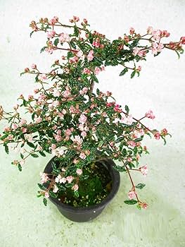 Amazon | 盆栽素材 天皇梅 全高:約27～32㎝ 3.5号黒丸プラ鉢 | 鉢