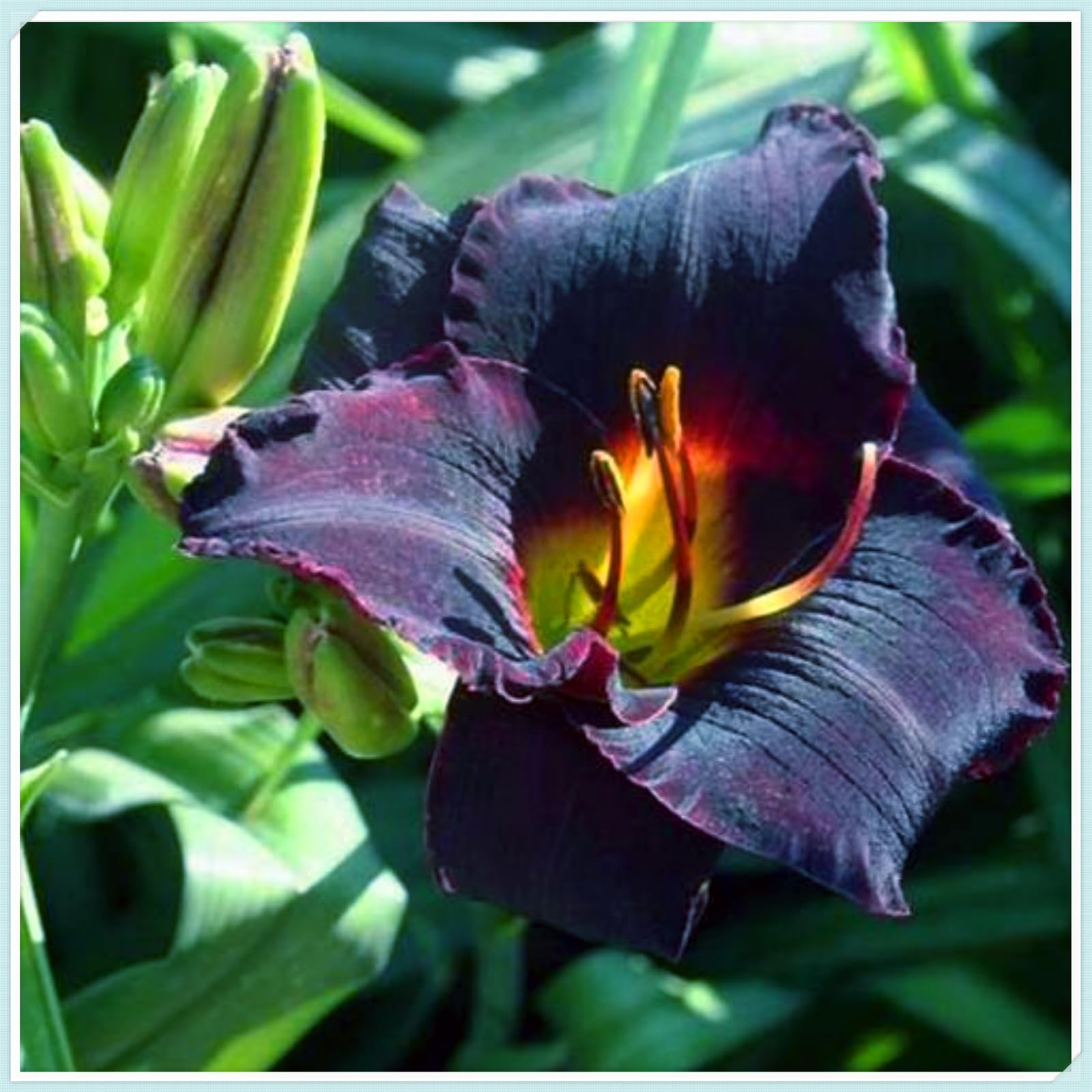 Perennial, Daylily Bulbs, Hardy, Professional for Beautiful Garden Displays-4 Bulbs-A