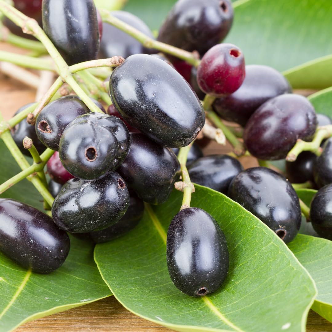 See full amazon price history chart for M-Tech Gardens Rare Indian Jamun/Syzygium cumini (Black Jamun, Hybrid) Grafted Exotic 1 Live Fruit Plant M-Tech Gardens Rare Indian Jamun/Syzygium cumini (Black Jamun, Hybrid) Grafted Exotic 1 Live Fruit Plant (B07F2PHQ7K) Amazon Price History, Amazon Price Tracker