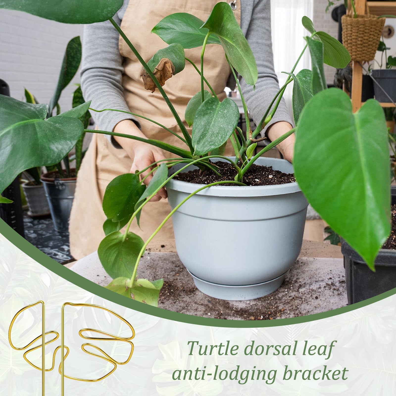 Rankhilfe Zimmerpflanzen Rankgitter Metall, 3 Stck Pflanzensttzen,  Vielfltige Stngelsttze, Pflanzenhalter Zubehr fr de Pflanzenanbau  Zimmer und Gartenpflanzen, Gold : Amazon.de: Garten