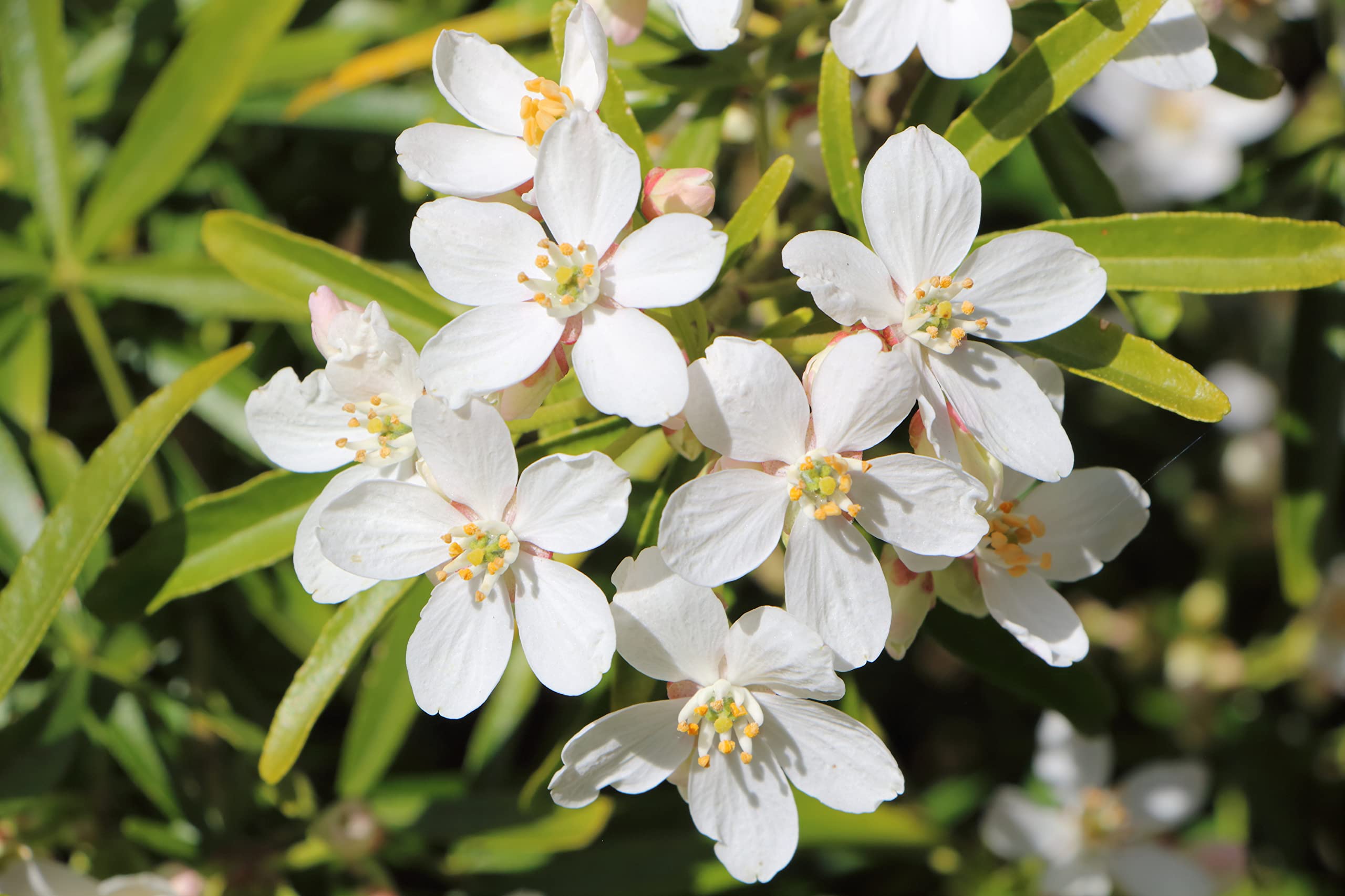 Choisya ternata 'Sundance' Tree Shrub Mexican Orange Blossom Hardy