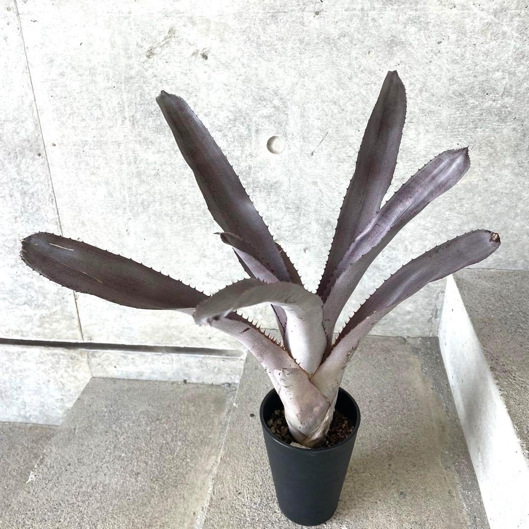 希少】 Aechmea エクメア ムルフォーディ マルバ 沖縄育ち 希少