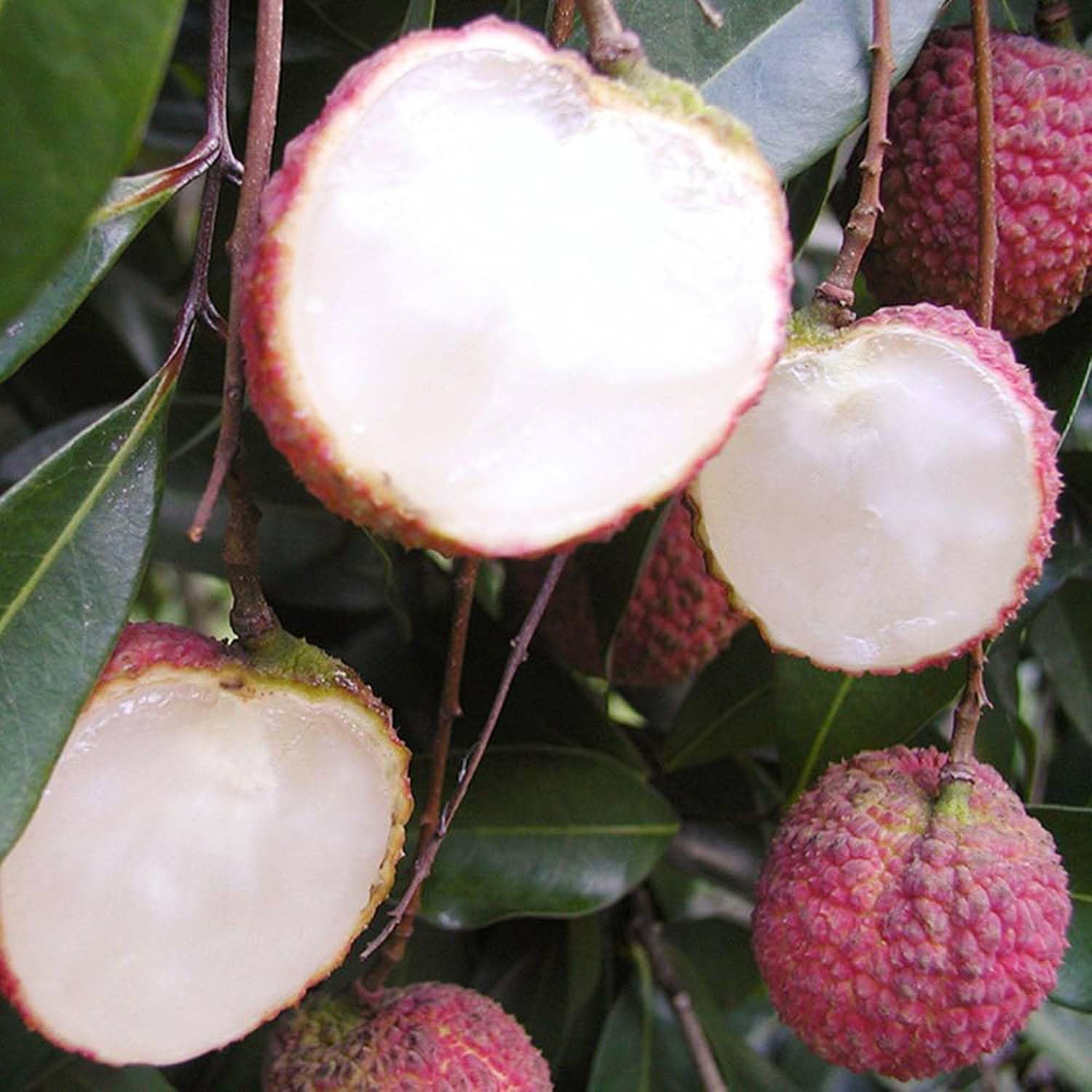 IXORA Litchi Early Seedless Variety Lychee Fruit (Air Layering/Grafted) Live Plants & Tree(1-2 Feet Size) (B0BN1T5MVD) Amazon Price History, Amazon Price Tracker