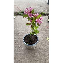 VANGELYA Weigela Pembe  i ekli Saks  Bitkisi, Bah e ve Balkon i in Dekoratif  al
