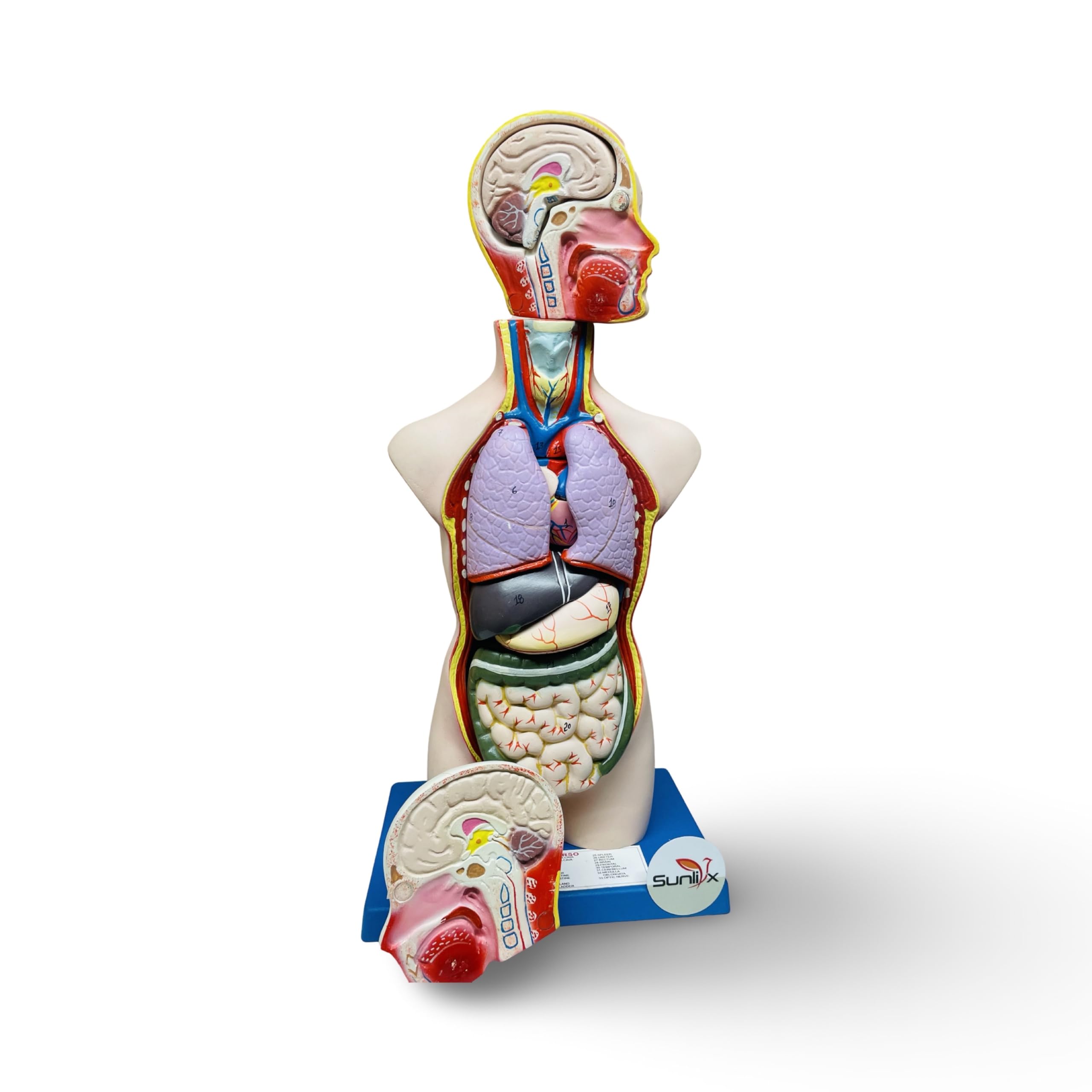Sunlix Human Torso Model with Detachable Organs Anatomical Body Model | Educational Magnetic Human Torso Model | Magnet in Removable Organs (B0DCNKK28C) Amazon Price History, Amazon Price Tracker