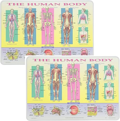 Painless Learning Manteles individuales educativos para niños, el cuerpo humano, laminado, lavables, reversibles, paquete de 2