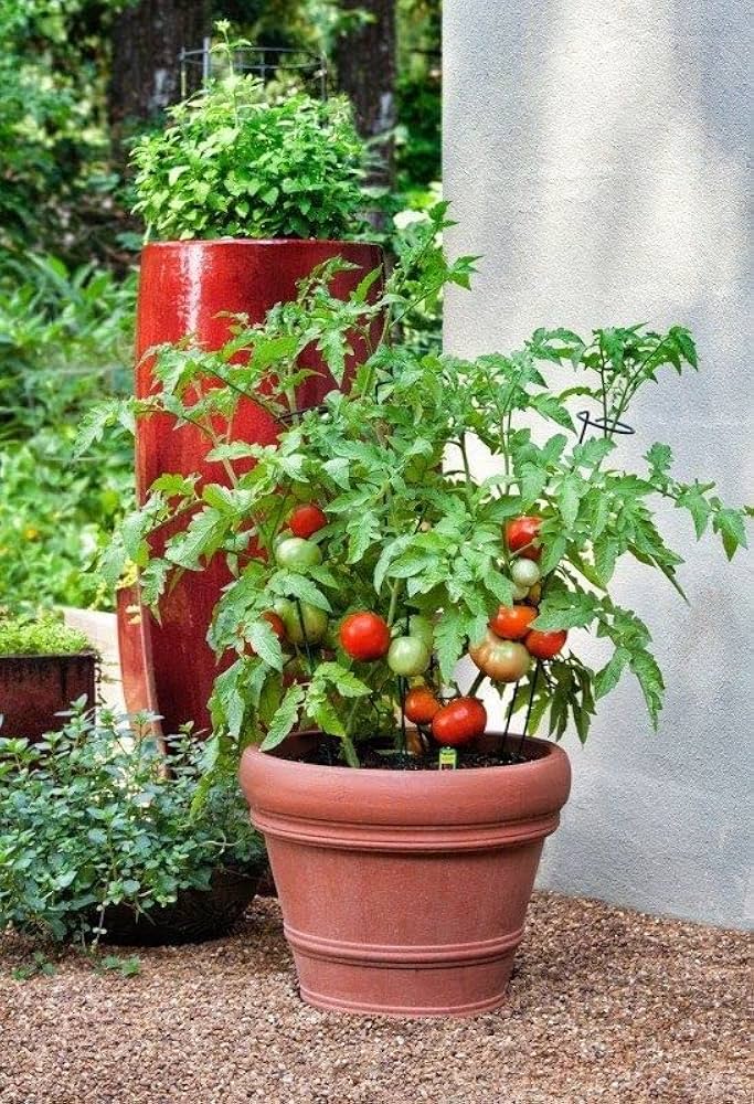 Buy live vegetable plants (live vegetable, vegetable plants, your garden) Buy live vegetable plants
