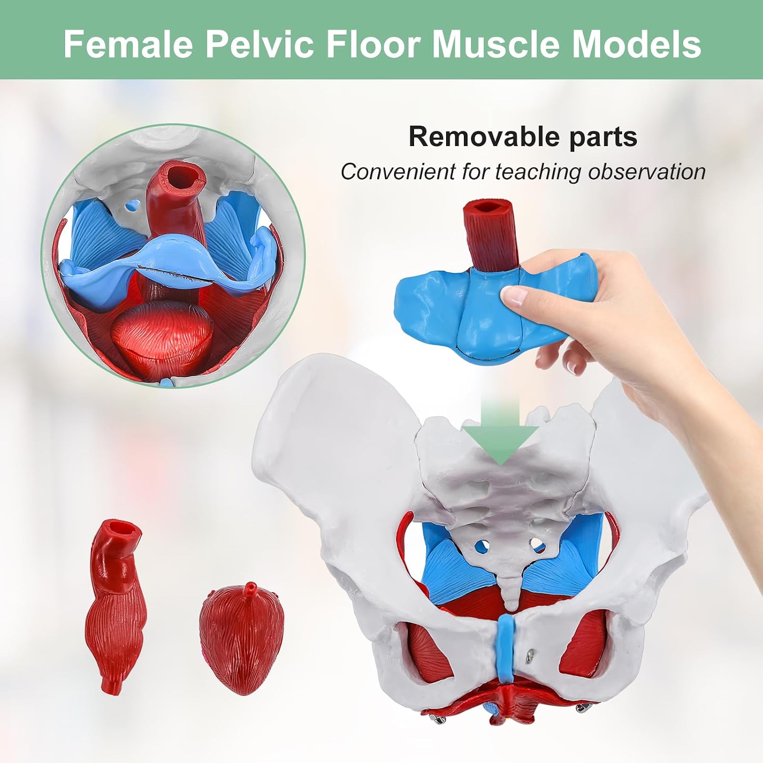 qzzXoq Female Pelvic Model, Pelvis Floor Muscles and Perineum Model Anatomy with Removable Organs Including Uterus, 1:1 Life-Size Skeleton Medical Science Educational Equipment Anatomy Medicine