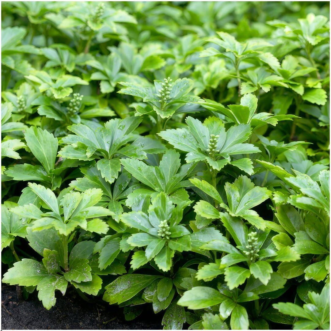 Plants by Frank Pachysandra Terminalis Green Carpet, 48 Stück, Ø 9 cm