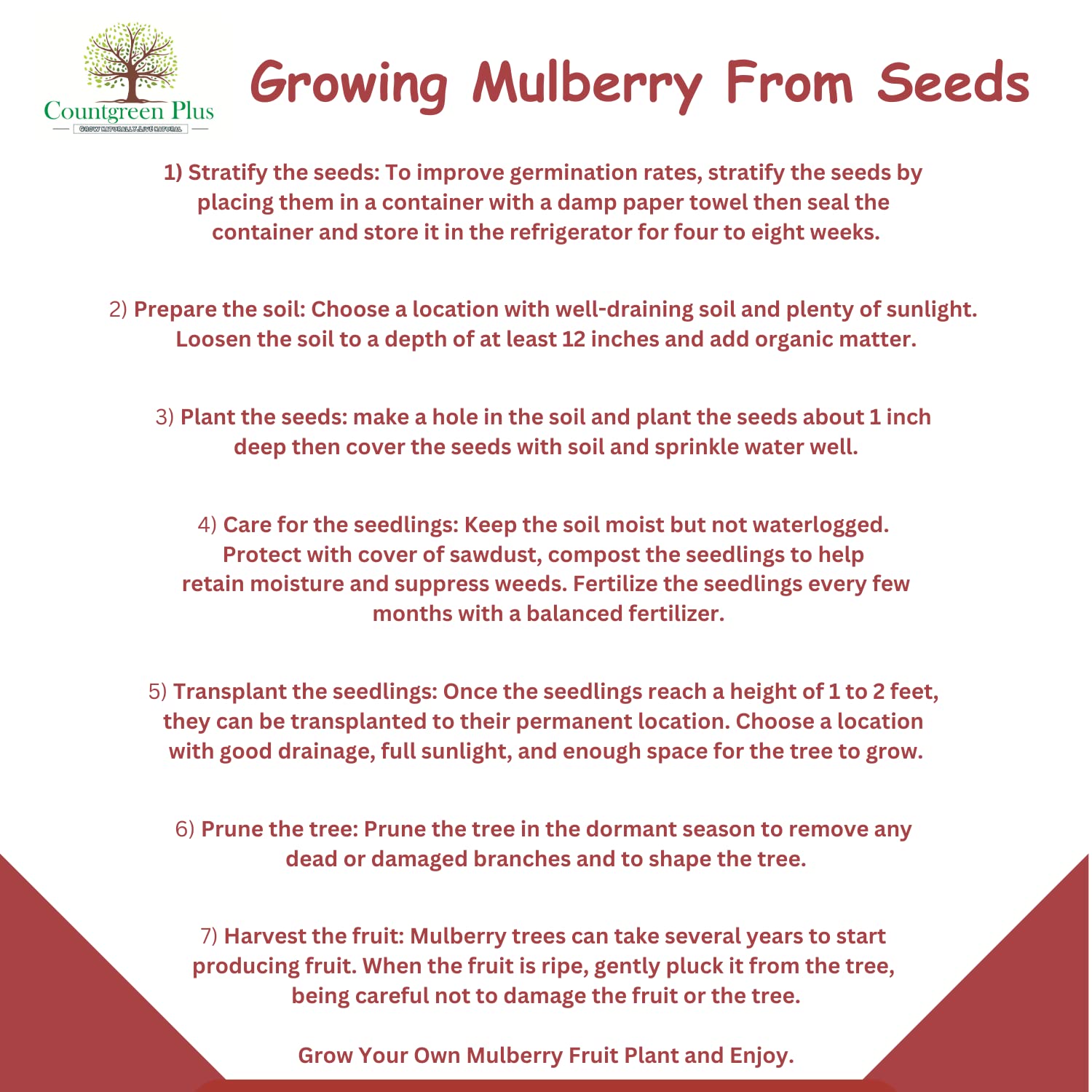 Grow Your Own Mulberry Fruit - Organic Seeds -5 Grow Your Own Mulberry Fruit - Organic Seeds -5