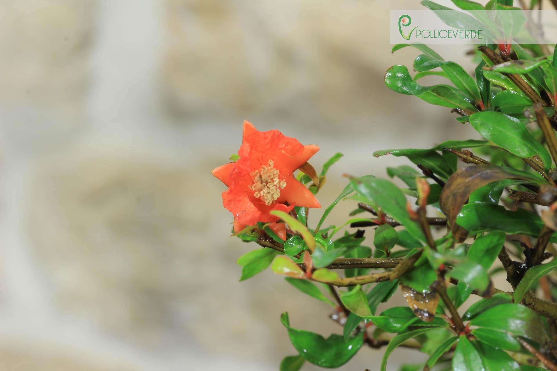 Pollice Verde - Bonsai Melograno Nano (Punica Granatum) 9 Anni – Pianta Vera da Esterno con Fiori Vivaci e Frutti – Vaso in Ceramica Smaltata – Idea Regalo per Giardino