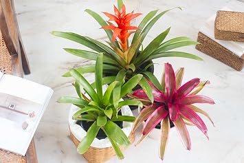 Generic 100pcs Bromeliad Plant Seeds Mix