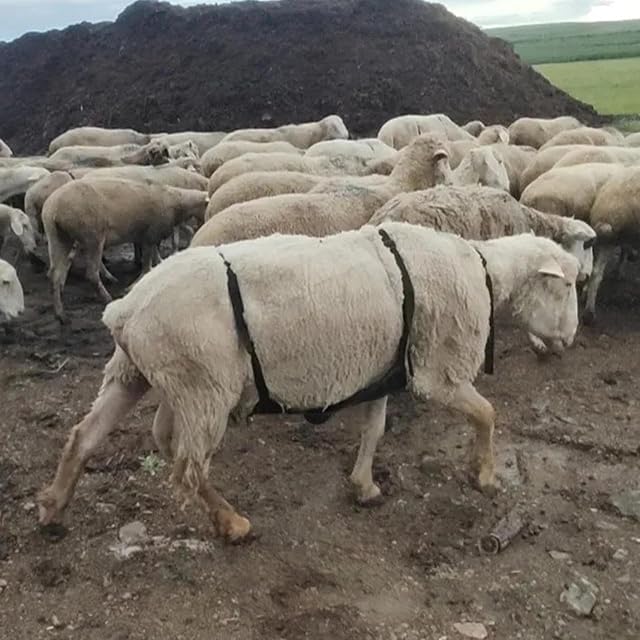 Foto 2 de 7 de Accesorio anti-cría para cabras - Falda para control de cría, correa ajustable