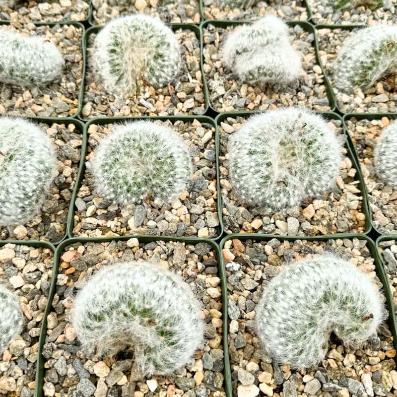 White Cactus Live Plant in 4" Pot, Rare Cactus Succulent for Home Décor, Indoor Outdoor Growing