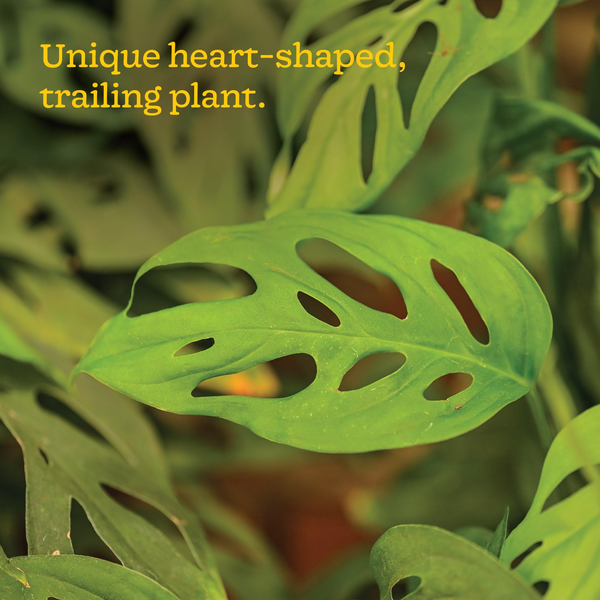 Philodendron Broken Heart Plant - Live & Easy Care -2