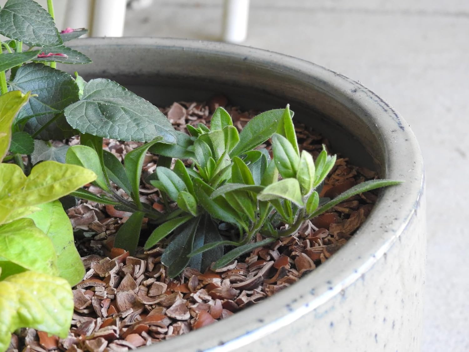 Hazel Shell Chips - Mulch Amendment Product - 1.5 Cubic Foot (Hazelnut Shells)