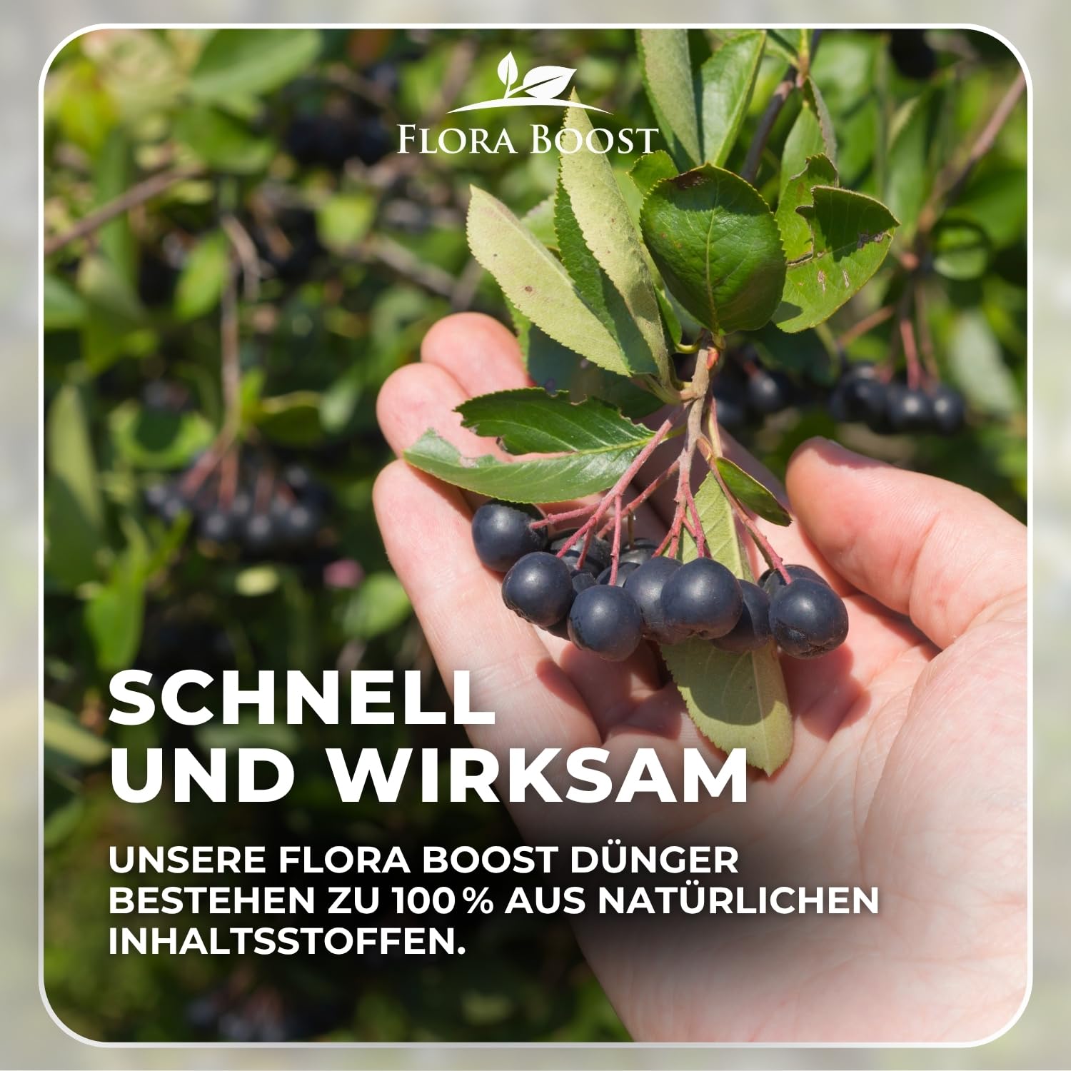 Flora Boost PRO Aronia Dünger mit Langzeitwirkung, 5KG Granulat