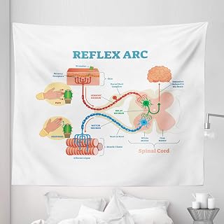 Ambesonne Anatomy Tapestry King Size, Science Reflex Arc Spinal Cord Parts Illustraiton, Wall Hanging Bedspread Bed Cover Wall Decor, 104" X 88", Sea Blue Pale Peach