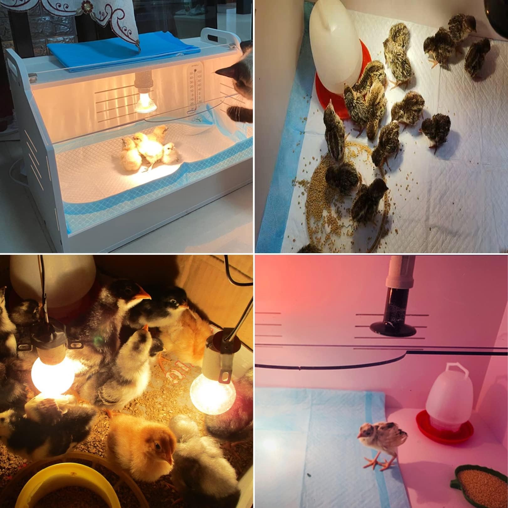 Caja de cría de pollos con juego de bombillas y termómetro, almohadilla térmica para pollitos, patitos, loros y lagartos, ideal para criar aves de corral y mascotas saludables