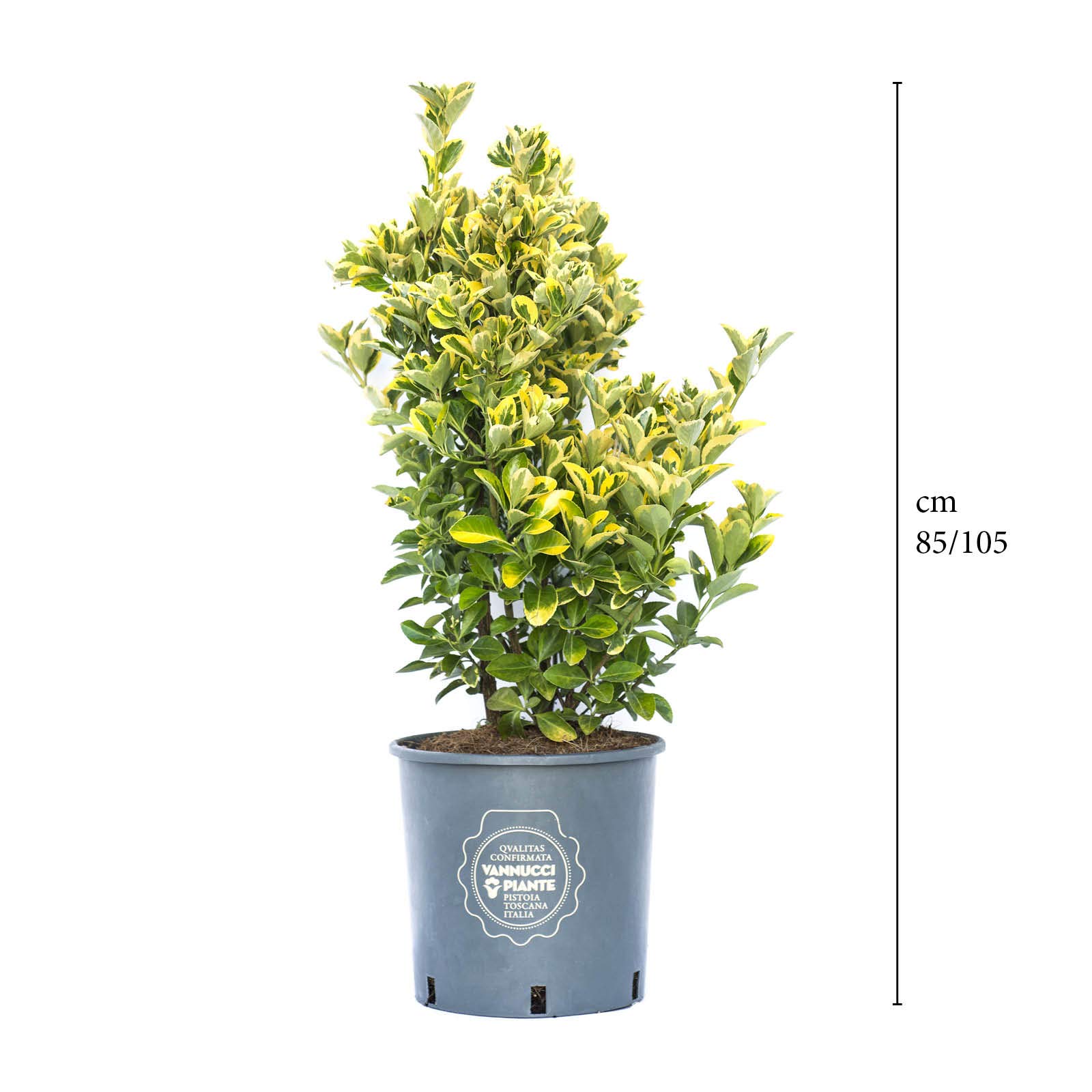 Vannucci Piante - Euonymus japonicus Elegantissimus Aurea, Evonimo Elegantissimus Aureus, Evonimo del Giappone, Pianta vera in vaso di Vannucci Piante, Cespuglio, Pianta da siepe, Pianta da terrazzo