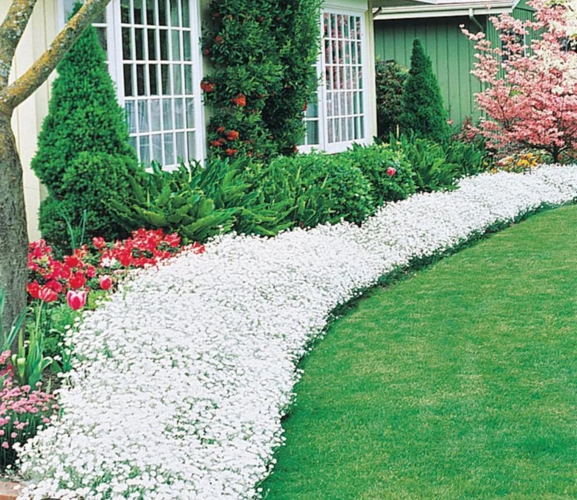 4 x Alyssum Carpet of Snow | Plug Plants | Hardy Perennial |