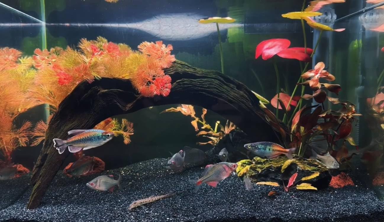 YISZM Arena de acuario, arena negra para pecera, 10 libras, sustrato de grava para acuario | para paisajismo, viveros, terrarios, plantas y manualidades