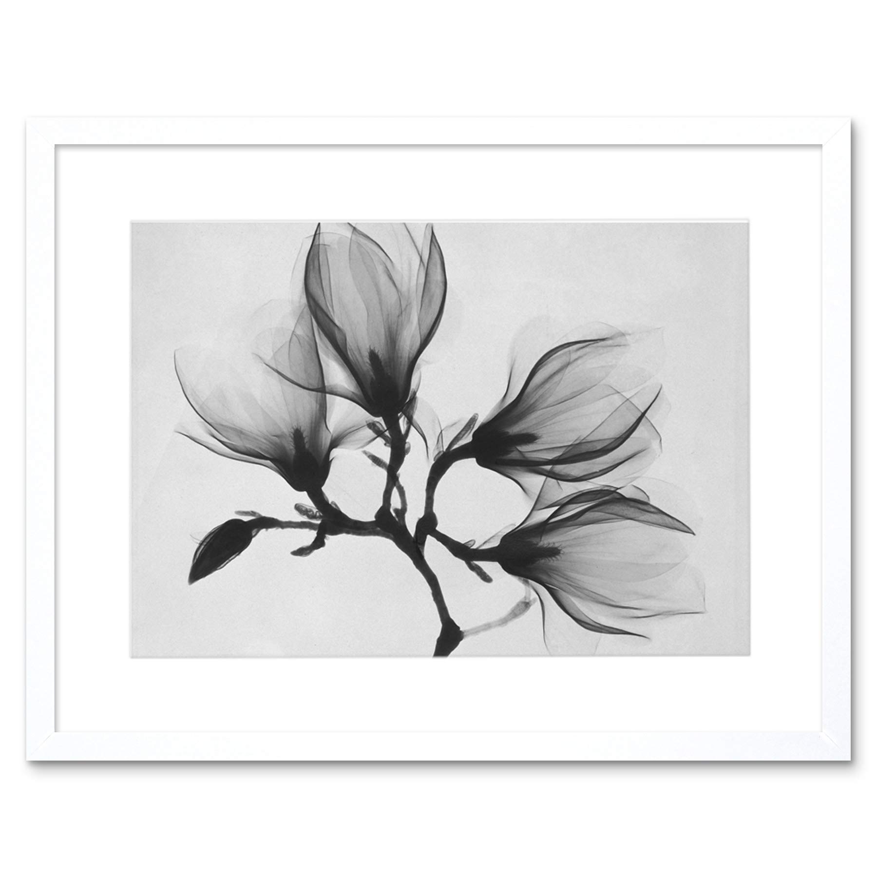 Wee Blue Coo Magnolia Branch Xray Artwork Framed Wall Art Print 12X16 Inch