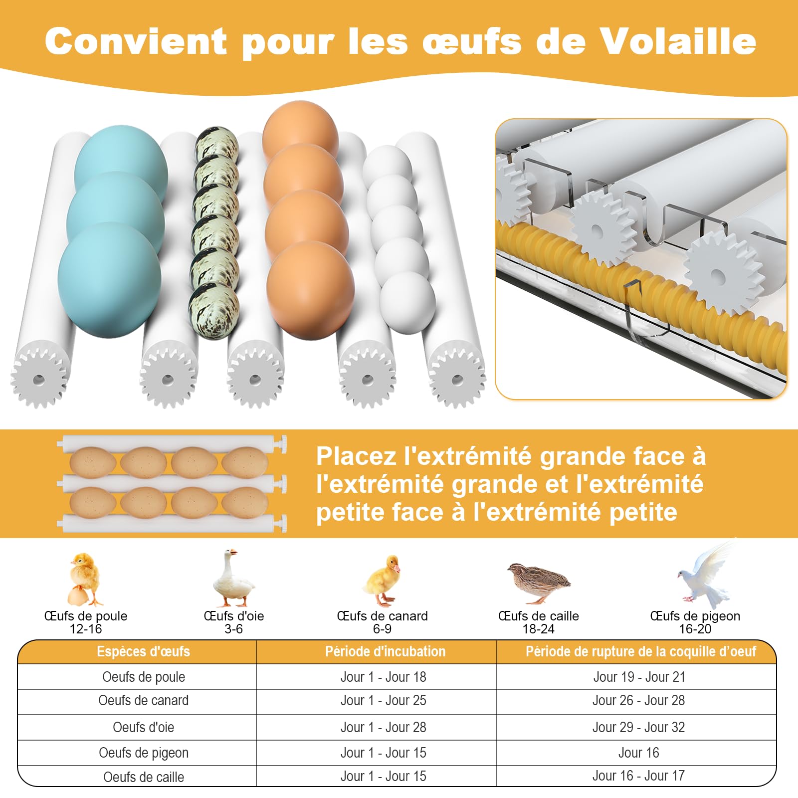 CoInceptus Couveuse Oeuf Automatique, Incubateur Oeuf Automatique 12-16 Oeufs avec Retournement Automatique des œufs et Ajout Automatique d'eau, Couveuses pour œufs de Volailles