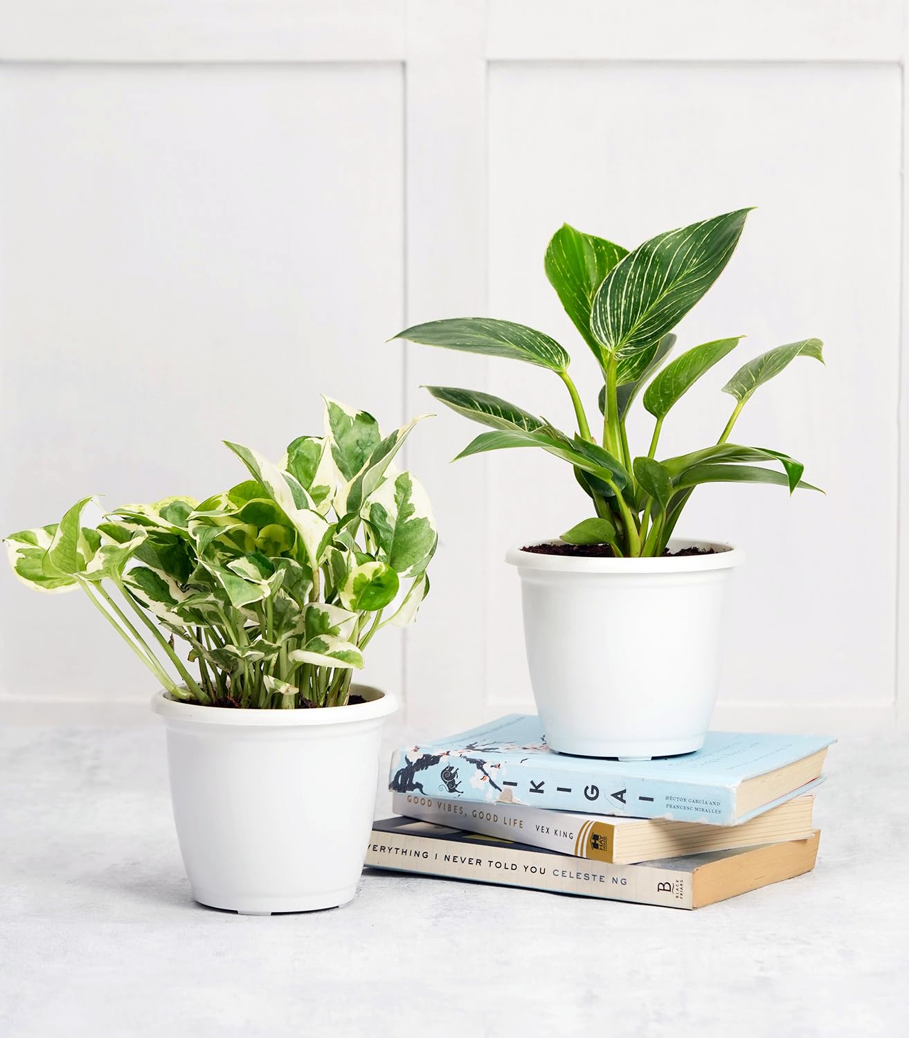 Nurturing Green® Good Luck Plants For Home Indoor Combo (Brikin & Money Plant) with White Plastic Pots (Size: 4.5Inch * 4Inch) | Vasthu Plants For Home Indoor (B0CK2LXT1B) Amazon Price History, Amazon Price Tracker