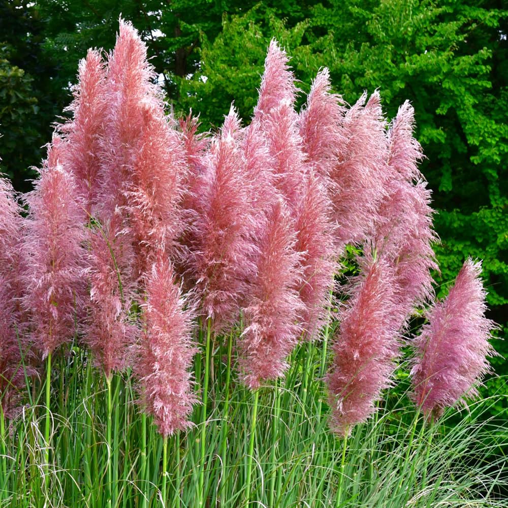 YouGarden Pink Pampas Grass, Cortaderia selloana Rosea in 3 Litre Pot, Ready to Plant, Ornamental Grass