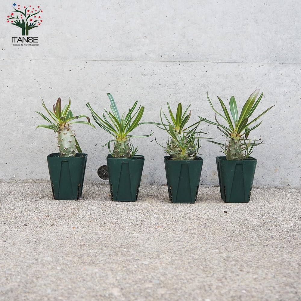 パキポディウム カクチペス鉢込◾️ボタナイズSHO-DO 塊根植物 現品販売】パキポディウム カクチペス 実生 BLACK PLASTIC POT