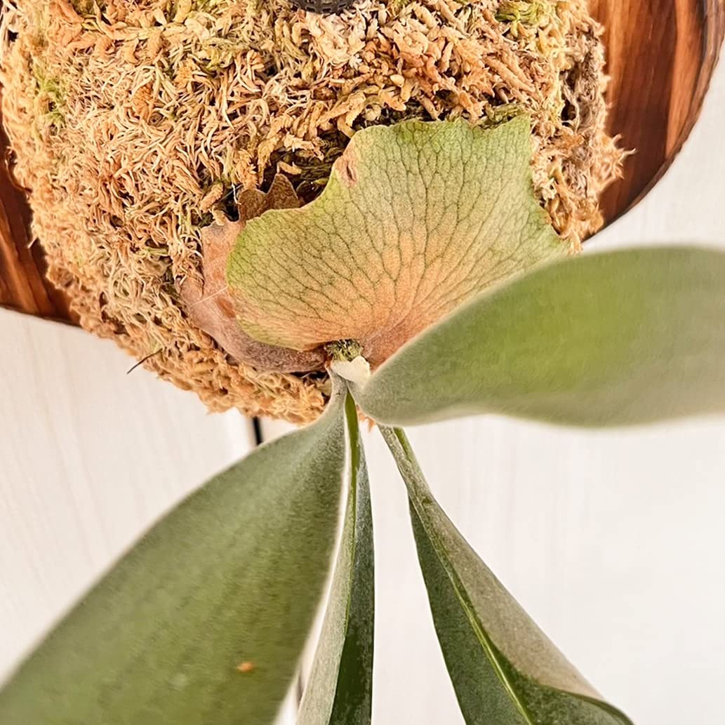 Amazon|【おしゃれな壁掛け観葉植物】ビカクシダ ベイチー 板付 観葉