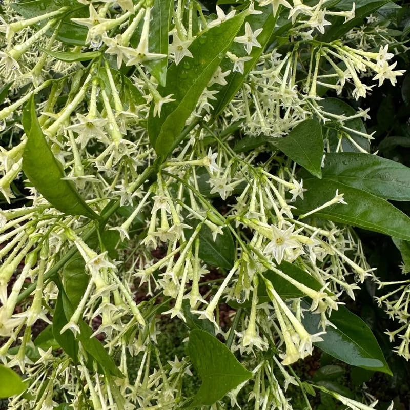 Raat Rani | Night Blooming Jasmine � Plants (B0CX9G37PG) Amazon Price History, Amazon Price Tracker