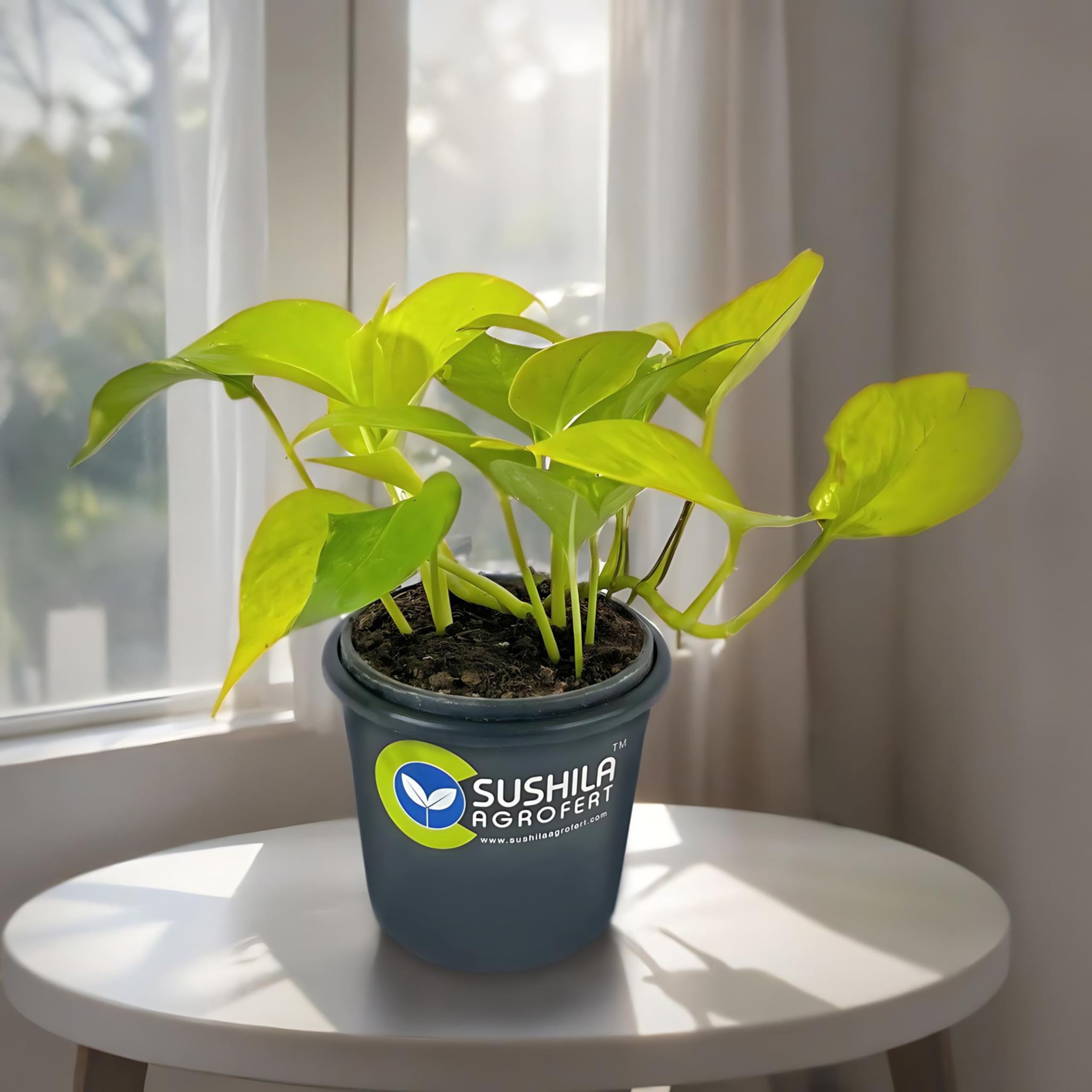 See full amazon price history chart for Sushila Agroferts Golden Money Plant Ornamental Home Decor Live Plant Feng Shui Good Luck Plant Sushila Agroferts Golden Money Plant Ornamental Home Decor Live Plant Feng Shui Good Luck Plant (B0CHP1YHBS) Amazon Price History, Amazon Price Tracker