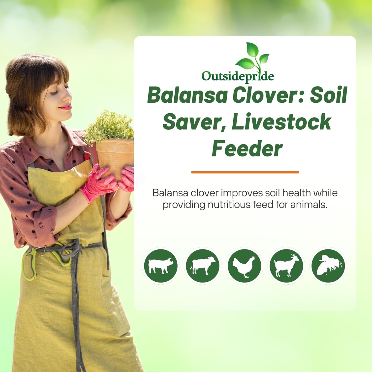 Outsidepride Fixation Balansa Clover Seeds for Lawn - 5 lbs. Coated & Inoculated, Cold Season, Drought Tolerant Cover Crop Seeds, Ideal for Erosion Control, Pasture, & Pollinator-Friendly Garden