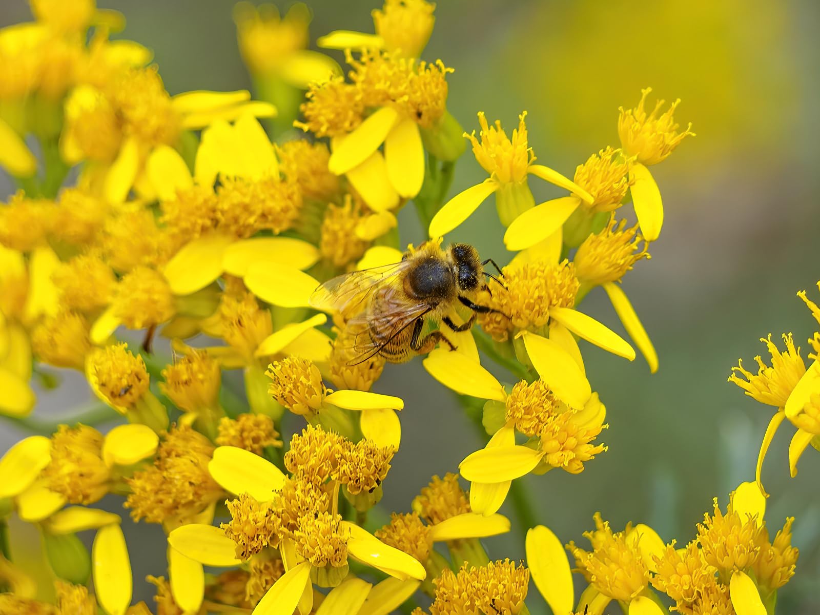 Insektenhotel - Wetterfest - Riesiges gemischtes beidseitig offenes Insektenhotel MKW Nr 2 - Insektenhaus aus massivem Laub- und Nadelholz - für Wildbienen, Marienkäfer & Schmetterlinge - Nisthilfe