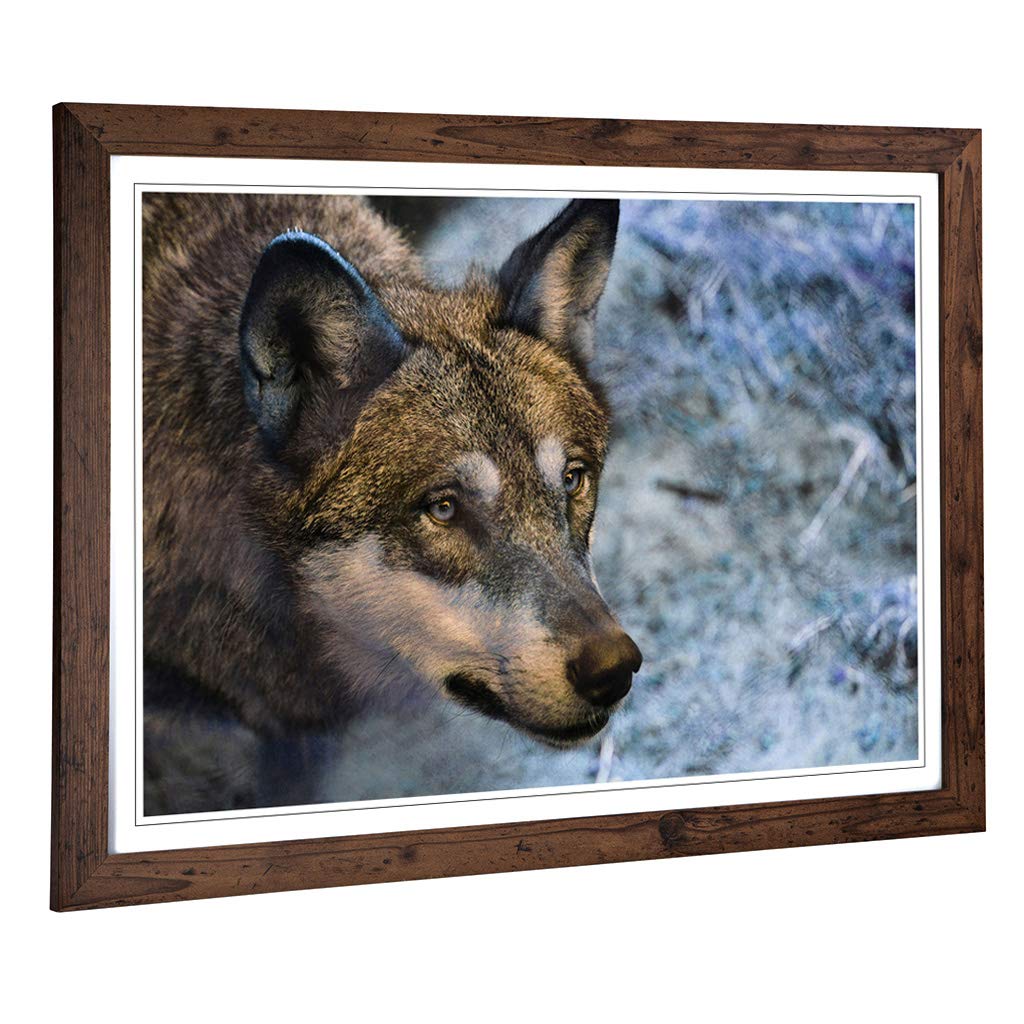 Big Box Art Framed Print of Wolf in The Wild (2) Design | Wall Art Picture | Home Decor for Kitchen, Living, Dining Room, Lounge, Bedroom, Hallway, Office, Walnut, A2 / 24.5x18 Inch / 62x45cm