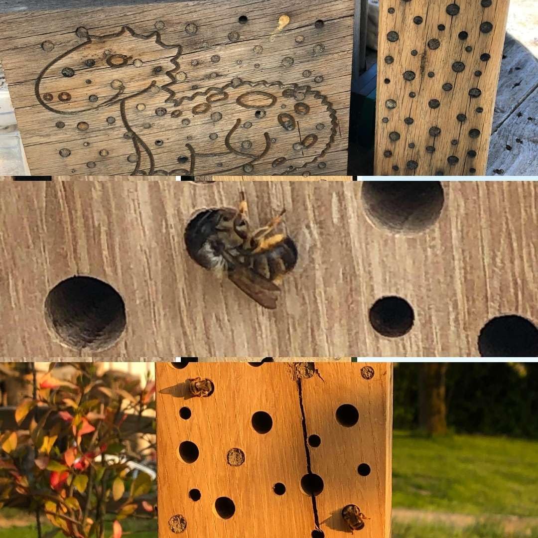 Eli® Hôtel à Insectes Pour Enfants - En Pin à Peindre - Avec