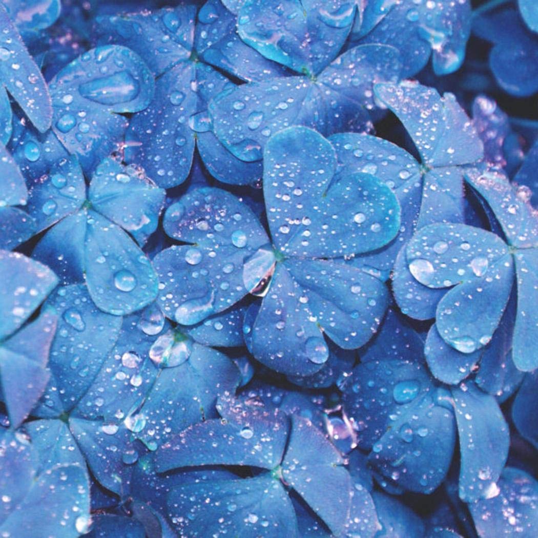 Buy Cioler Clover Grass Seed Four Leaf Clover Grass , Blue Lucky Grass