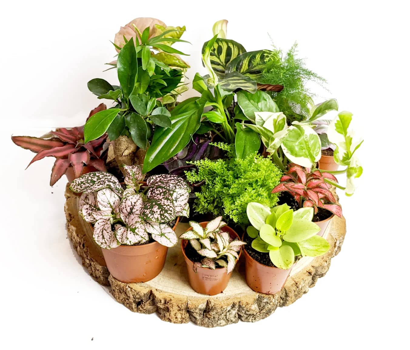 Random Selection Terrarium Plants • Closed Terrarium Plants (3 Plants)