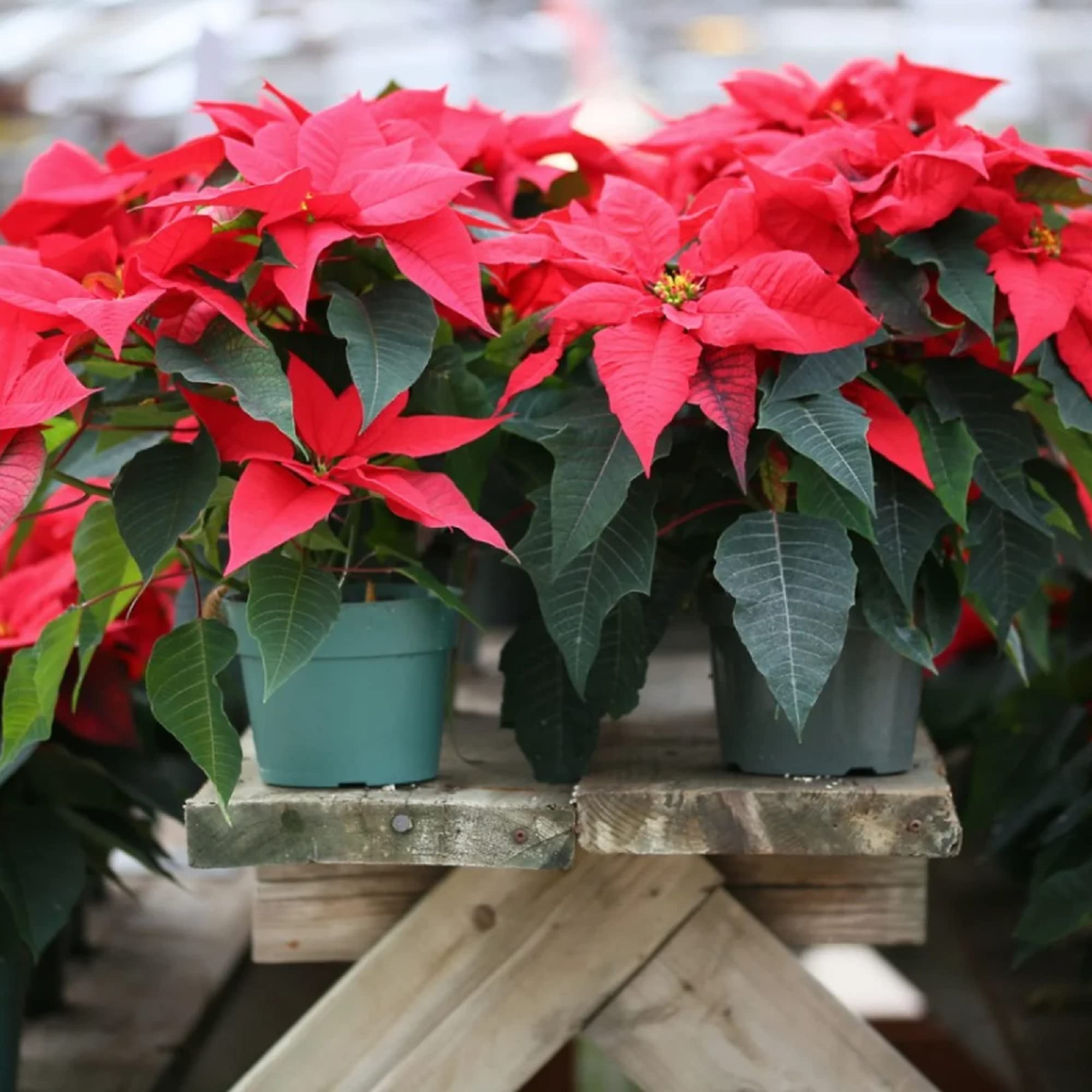 Red Poinsettia Flower Seed 10 Seeds Euphorbia Pulcherrima Ornamental  Deciduous Shrub Plant Beautiful Potted Plants Great Desktop Bonsai : Buy  Online at Best Price in KSA - Souq is now Amazon.sa: Grocery