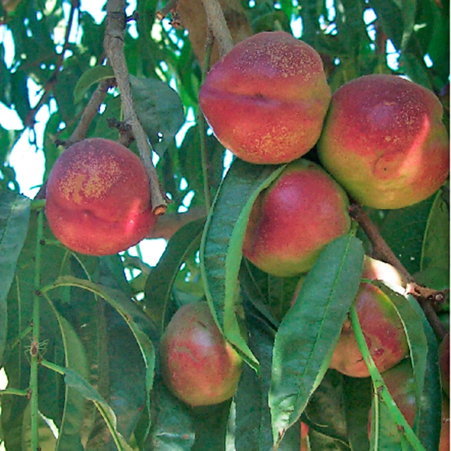 Direct Gardening Fantasia Reachables Dwarf Nectarine Dormant Bare Root Fruit Bearing Starter Tree - Can't Ship to CA, CO, ID, MT, OR, or WA