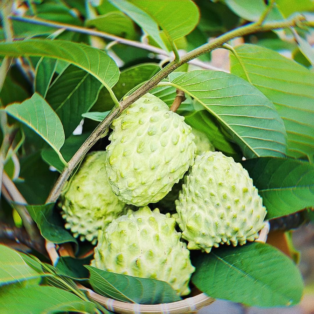 10 Heirloom Sugar Apple Seeds - Non-GMO Hardy Fruit Tree, Juicy Fragrant Fruits & Easy to Plant, for Yard Pots