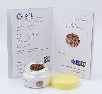 10 Mukhi/Ten Face Rudraksha with Certificate of Authenticity Elite Range