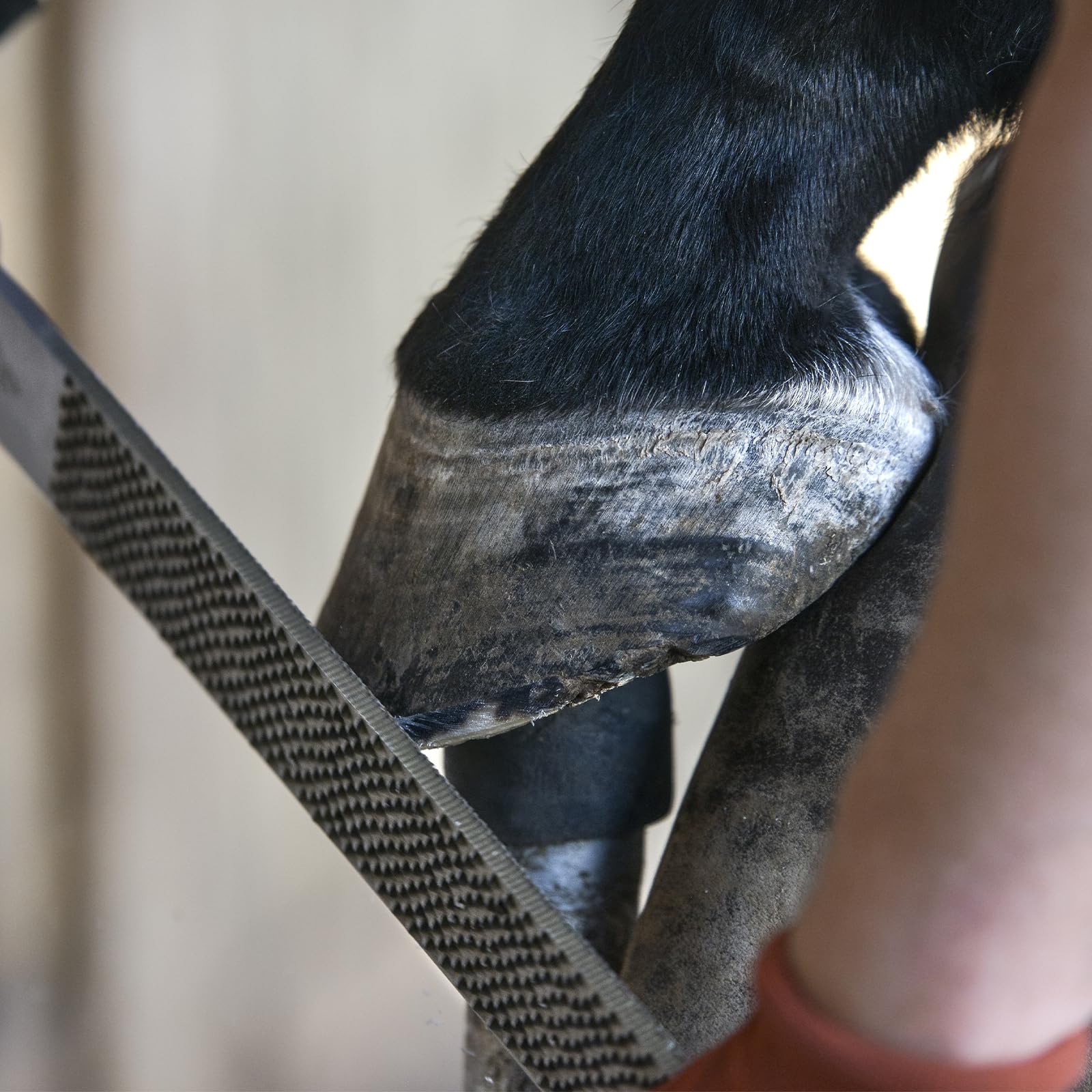 Lima De Herradura,8 Pulgadas 200MM Lima Para Pezuñas De Caballo Con Mango,Cuchillo Para El Cuidado De Las Pezuñas,Escofina Para Pezuñas,Escofina Profesional Para Lima De Caballos Para Vaca,Caballos