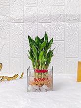 Floral Boutique Lucky Bamboo Plant with 4x4 Square Glass Pot, Indoor Plants for Living Room, Plant Stand for Balcony, Stylish Pots for Indoor Plants and Decor (2 Layer)
